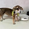 Daisy sucht ihr Glück
