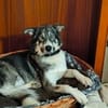 ❤Rudy❤ sucht sein Zuhause
