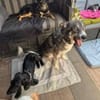 ❤Rudy❤ sucht sein Zuhause