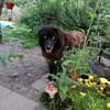 Richie sucht einen Gnadenplatz