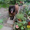 Richie sucht einen Gnadenplatz