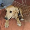 Familienhund Nicki sucht ein Körbchen
