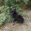 Bobby ein kleiner Pomeranien Spitz