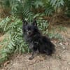 Bobby ein kleiner Pomeranien Spitz