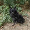 Bobby ein kleiner Pomeranien Spitz