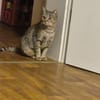 Josie sucht liebevolle Dosenöffner