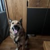 BENJI aus Sibirien auf PS in Berlin