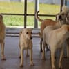Raphis im Tierheim Lüdinghausen