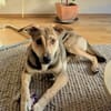 Trusky-Fröhliche Ohren suchen neue Couch