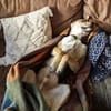 Trusky-Fröhliche Ohren suchen neue Couch
