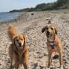 Freddi  ein richtig toller Hundekumpel