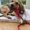 Freddi  ein richtig toller Hundekumpel