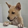 Lulu im Tierheim Sulzbach