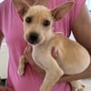 Lulu im Tierheim Sulzbach