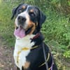 Harry Potter, su. Bernersennenhundfans