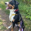 Harry Potter, su. Bernersennenhundfans