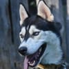 LEVI
