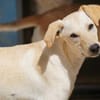 Lillo im Tierheim Lüdinghausen