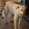 Lillo im Tierheim Lüdinghausen