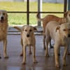 Lillo im Tierheim Lüdinghausen