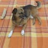 Roger/Bobi 35 cm (Pflegestelle)
