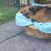 Roger/Bobi 35 cm (Pflegestelle)