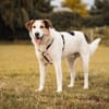Sharky: Menschenfreund sucht Familie