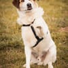 Sharky: Menschenfreund sucht Familie