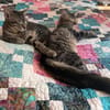MaineCoone-Mix-Kittenpärchen sucht dich
