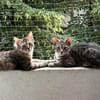 MaineCoone-Mix-Kittenpärchen sucht dich