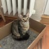 MaineCoone-Mix-Kittenpärchen sucht dich