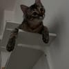 MaineCoone-Mix-Kittenpärchen sucht dich