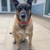 Freddy Wachhund su. Familienanschluß