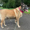 Freddy Wachhund su. Familienanschluß