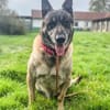 Freddy Wachhund su. Familienanschluß