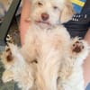 Charakterkopf Lucky sucht dich!