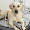 ❤ Bongo, Pflegefamilie 41812 Erkelenz