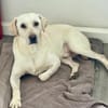 ❤ Bongo, Pflegefamilie 41812 Erkelenz