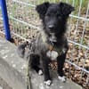 Laroche  dein neuer bester Hundekumpel