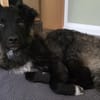 Laroche  dein neuer bester Hundekumpel