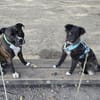 Laroche  dein neuer bester Hundekumpel