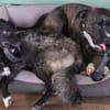 Laroche  dein neuer bester Hundekumpel