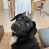 KODA -treuer Begleiter-