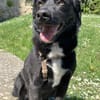 KODA -treuer Begleiter-