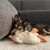 Milou - kleiner Wirbelwind