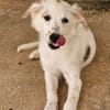 Bella im Tierheim Sulzbach