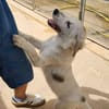 Bella im Tierheim Sulzbach