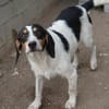 Urmel, geb. ca. 08/2024, 33104 Paderborn
