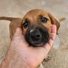 Flo im Tierheim Sulzbach