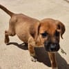Flo im Tierheim Sulzbach